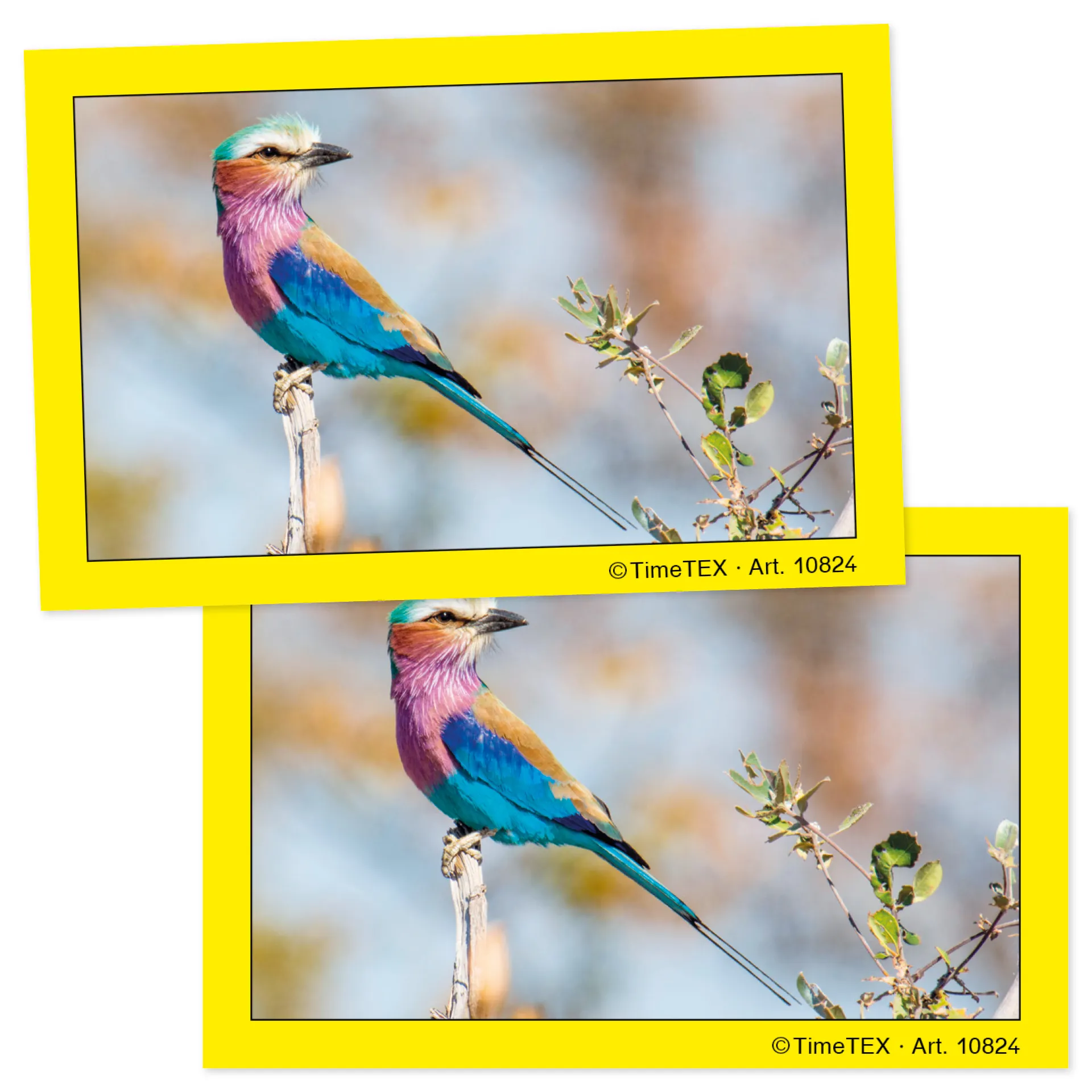 Paar-Bildungs-Karten, 35-tlg